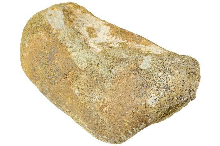 Hadrosaur (Edmontosaurus) Phalanx - Wyoming #229151